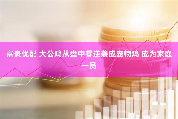 富豪优配 大公鸡从盘中餐逆袭成宠物鸡 成为家庭一员